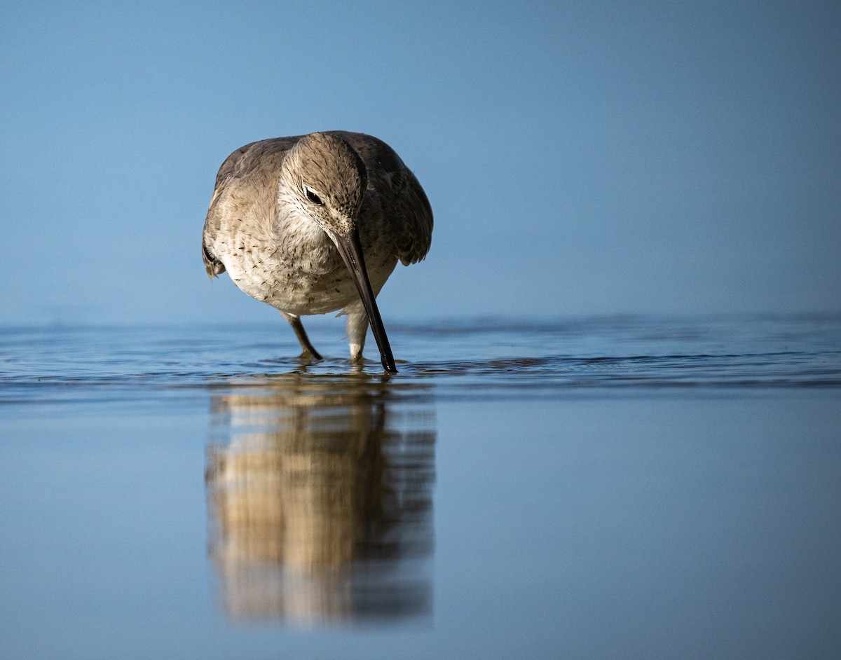 Willet - Michael Hochstetler