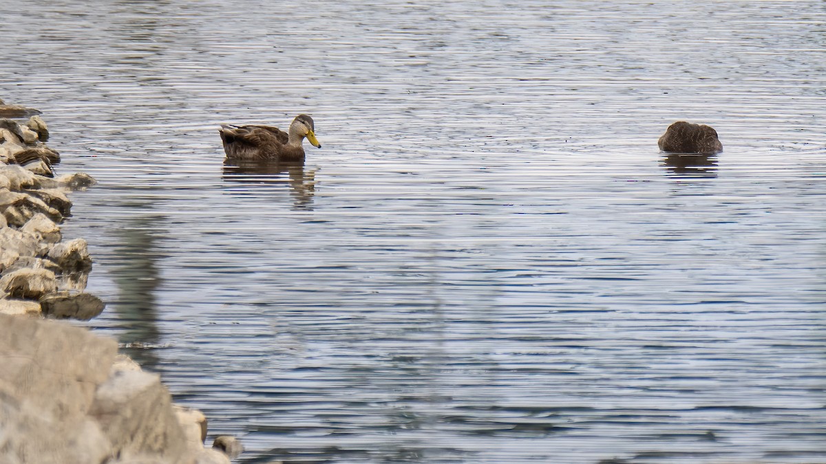 American Black Duck - ML616650251