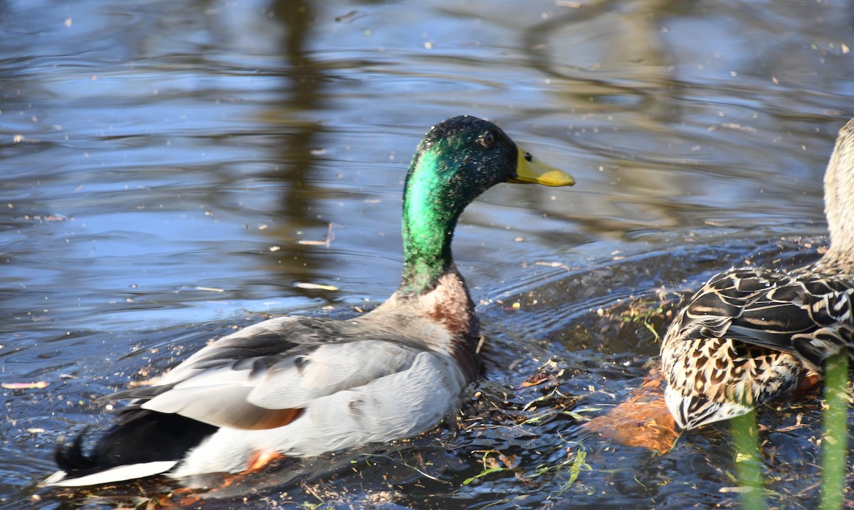 Canard colvert - ML616650254