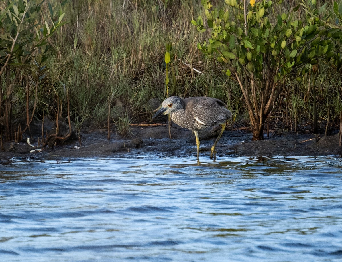 Yellow-crowned Night Heron - Michael Hochstetler