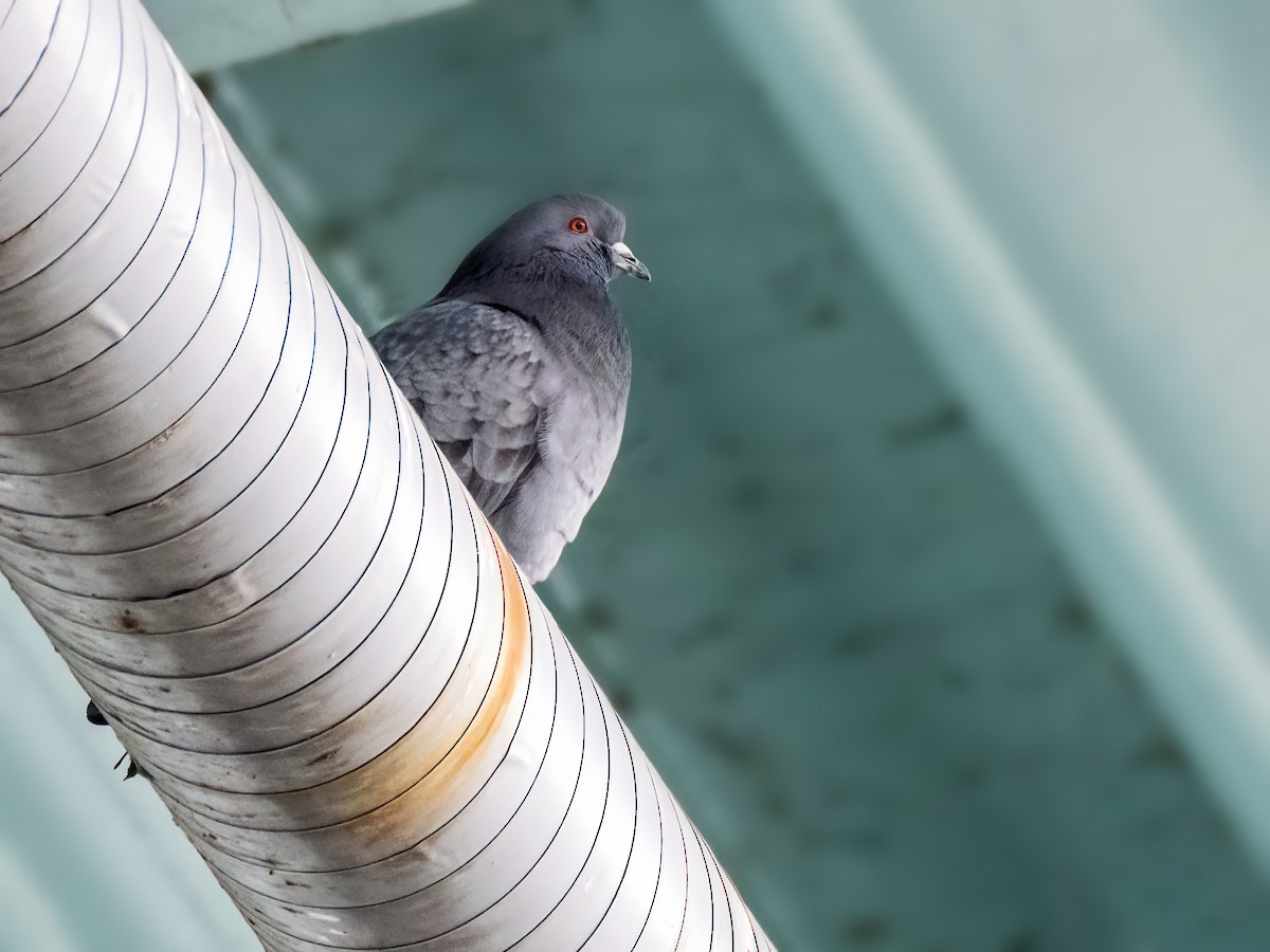 Rock Pigeon (Feral Pigeon) - ML616650286