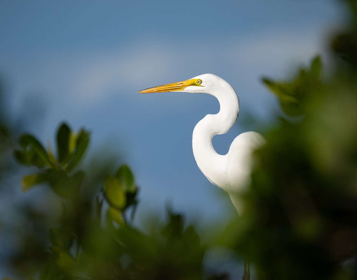 Great Egret - Michael Hochstetler