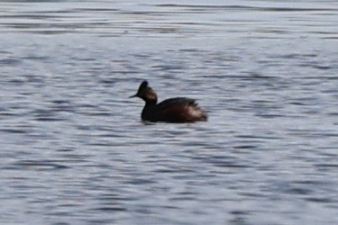 Eared Grebe - ML616650333