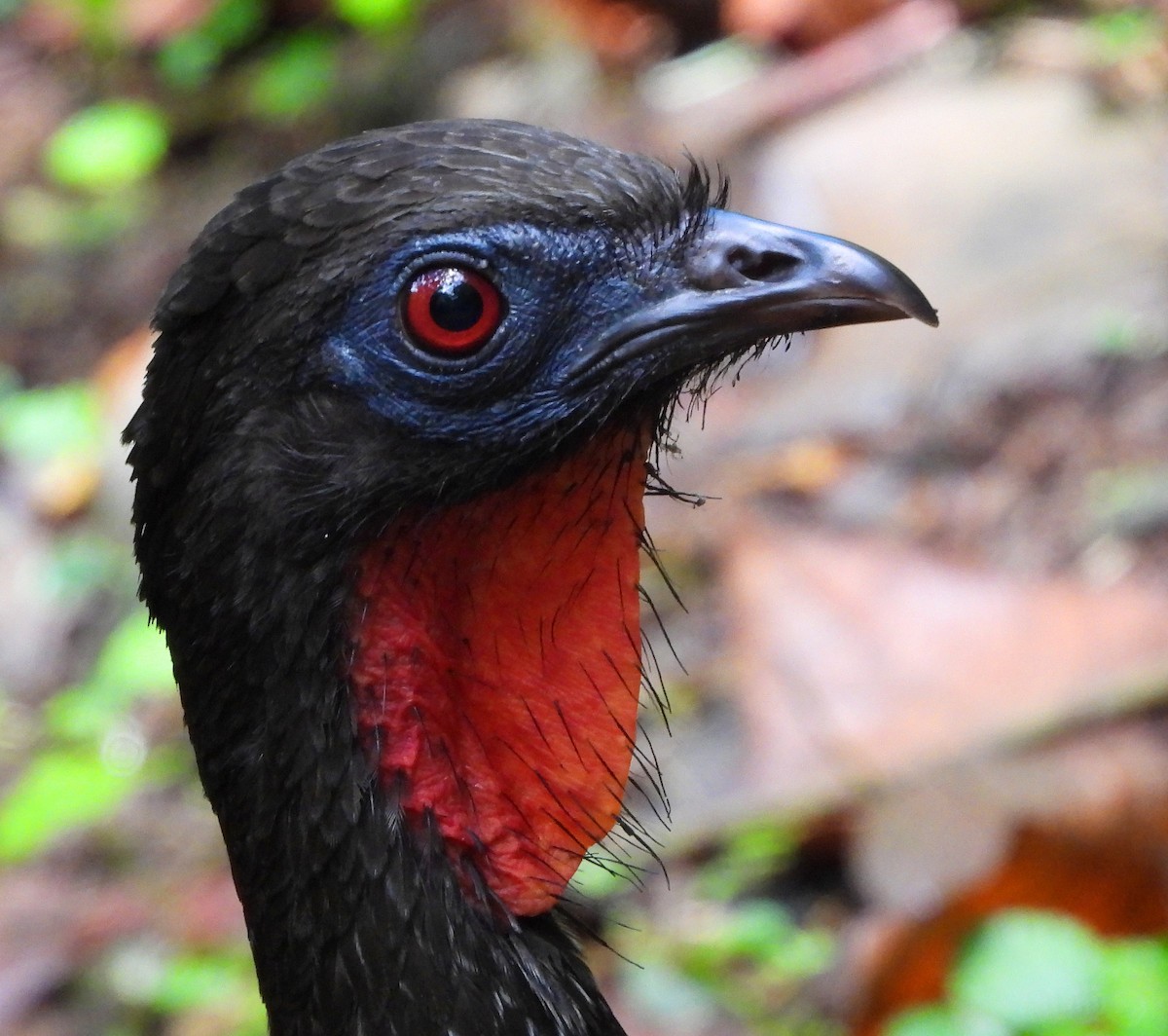 Crested Guan - Gary Graves