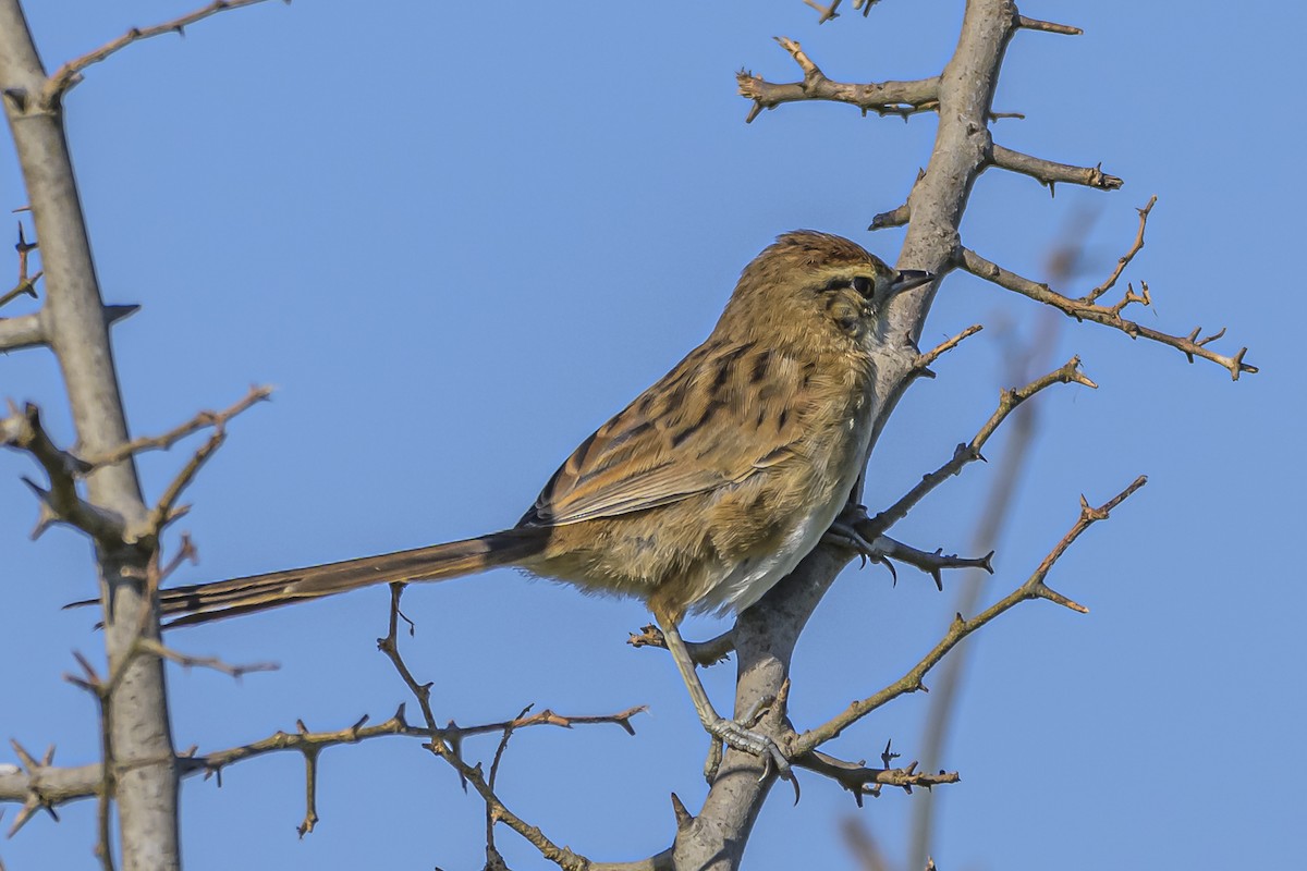 Chotoy Spinetail - Amed Hernández