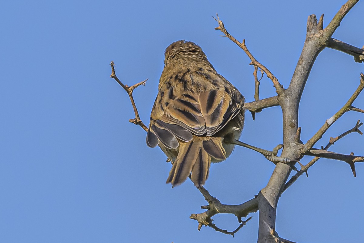 Chotoy Spinetail - ML616650437