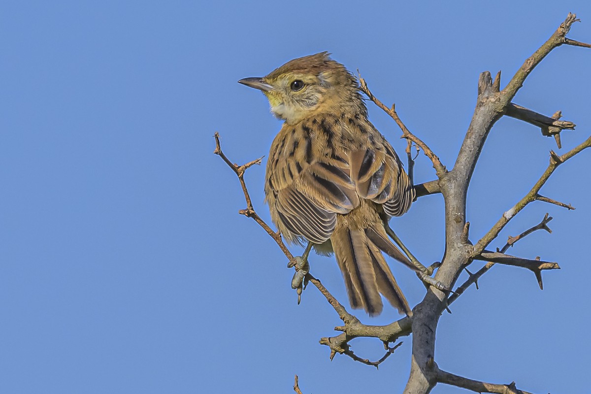 Chotoy Spinetail - ML616650438