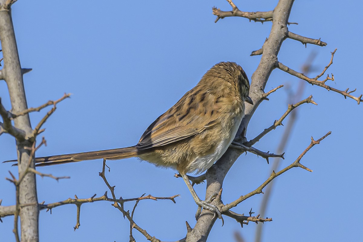 Chotoy Spinetail - ML616650439