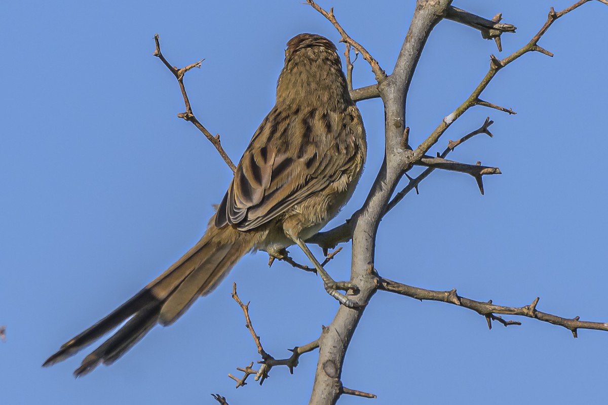 Chotoy Spinetail - ML616650440