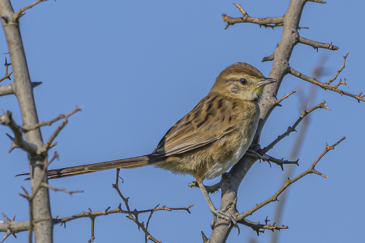 Chotoy Spinetail - Amed Hernández