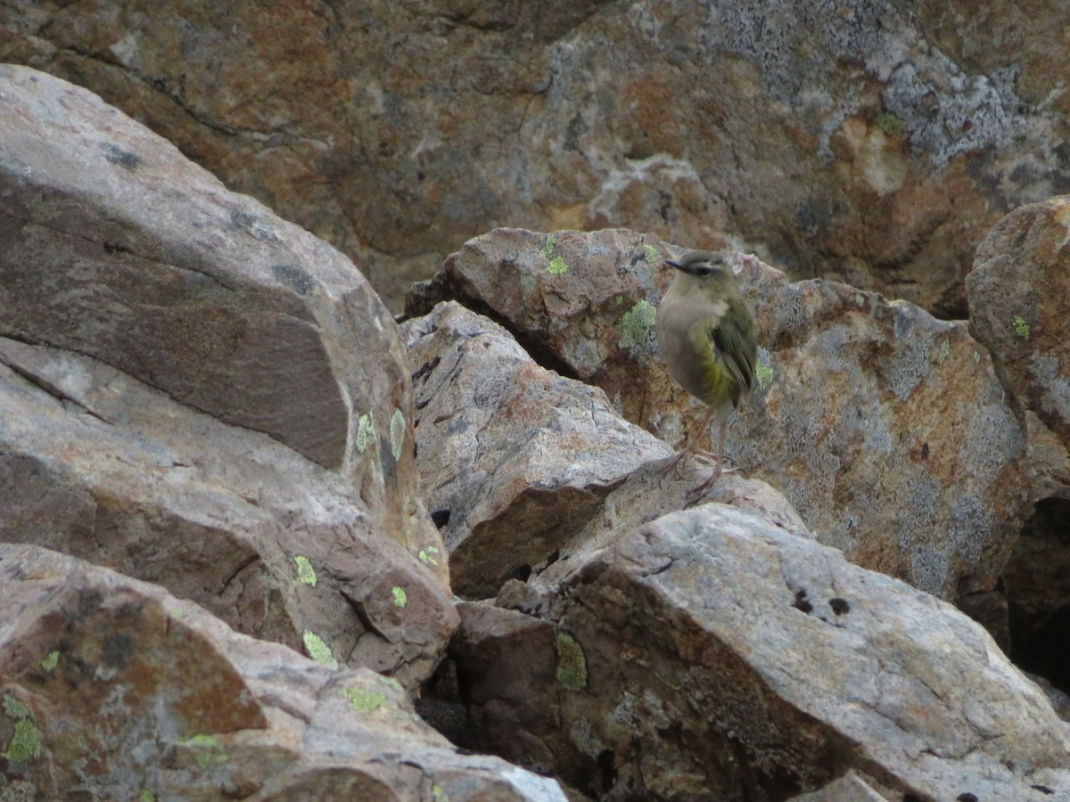 South Island Wren - ML616650443