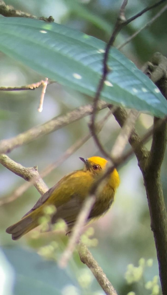 Manakin à tête jaune - ML616650447