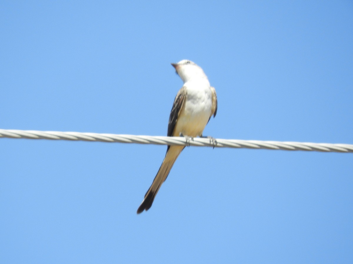 Scissor-tailed Flycatcher - Maria Corriols