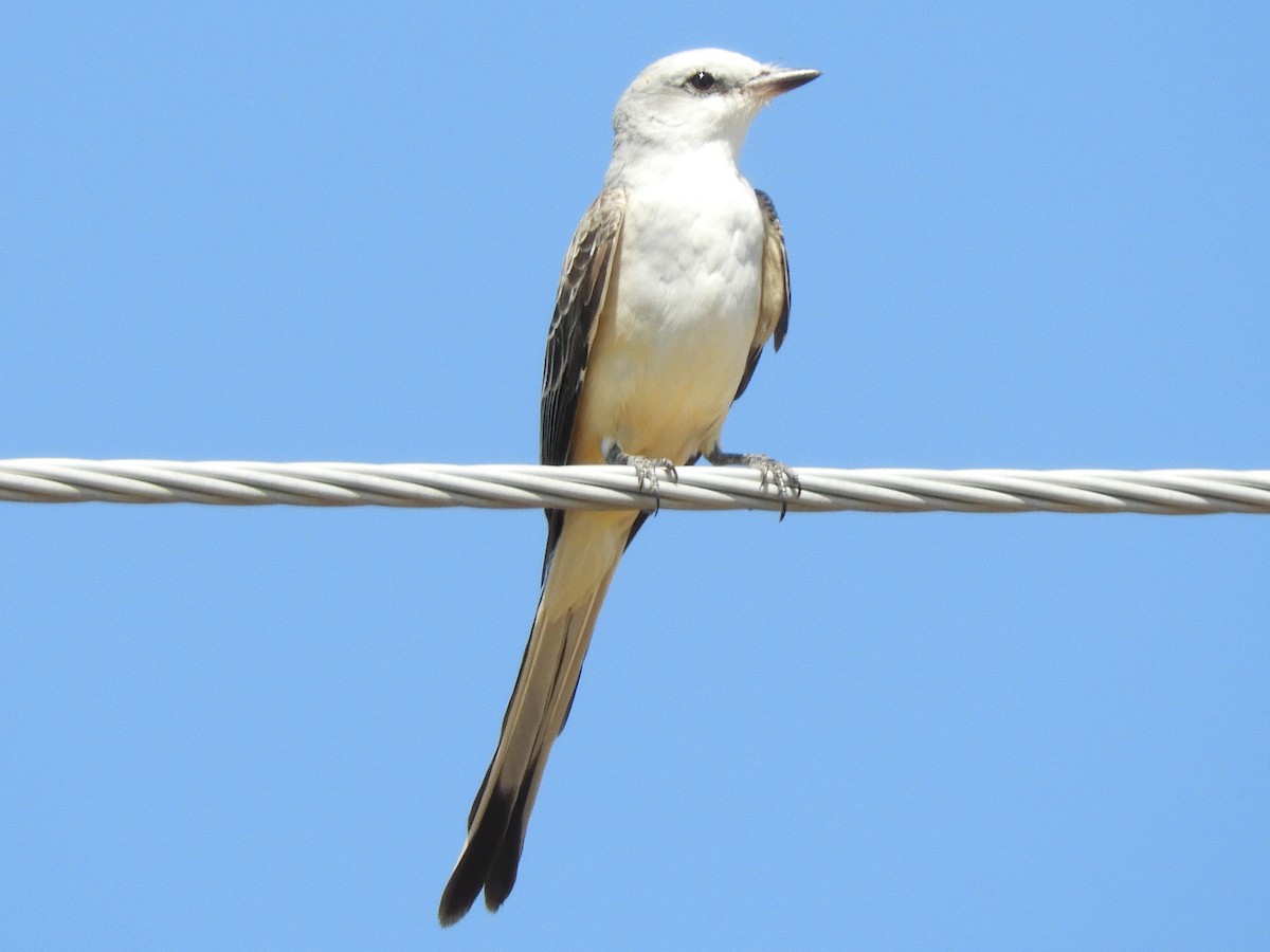 Scissor-tailed Flycatcher - Maria Corriols