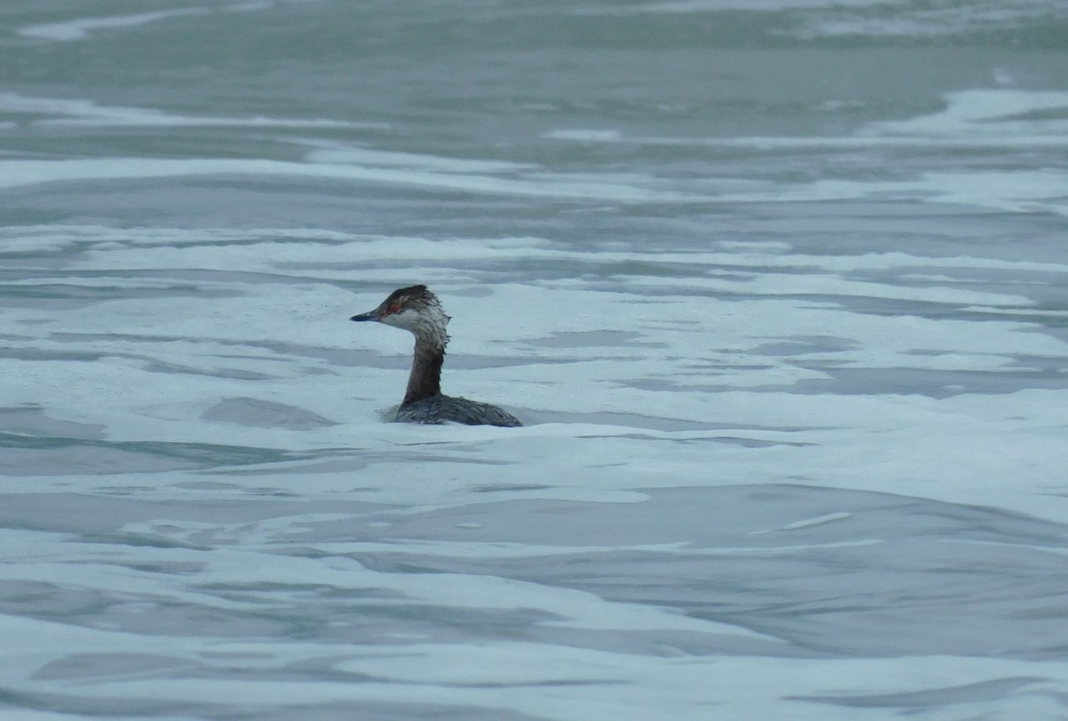 Horned Grebe - ML616650488