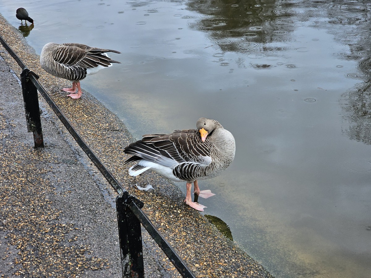 Graylag Goose - Larry Morden