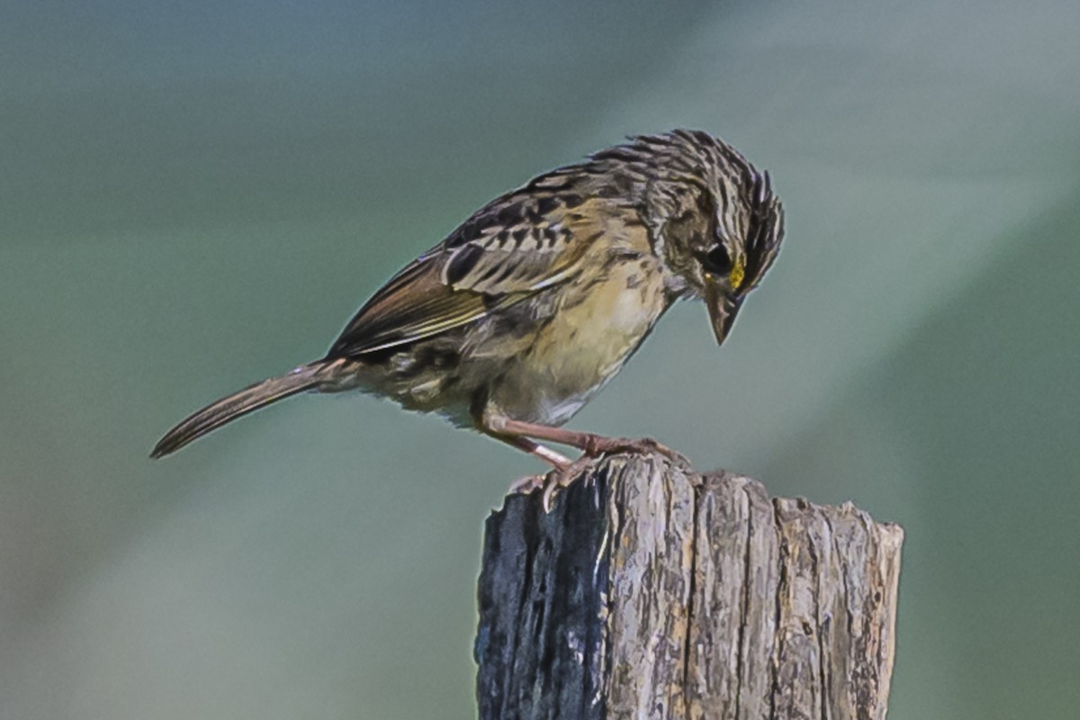 Grassland Sparrow - ML616650501