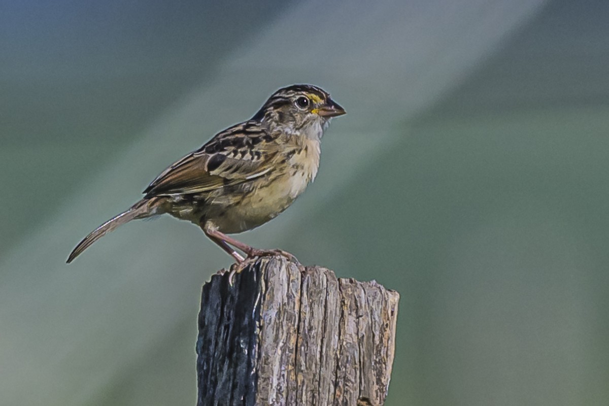 Grassland Sparrow - ML616650503