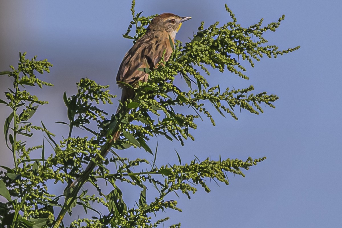 Chotoy Spinetail - Amed Hernández