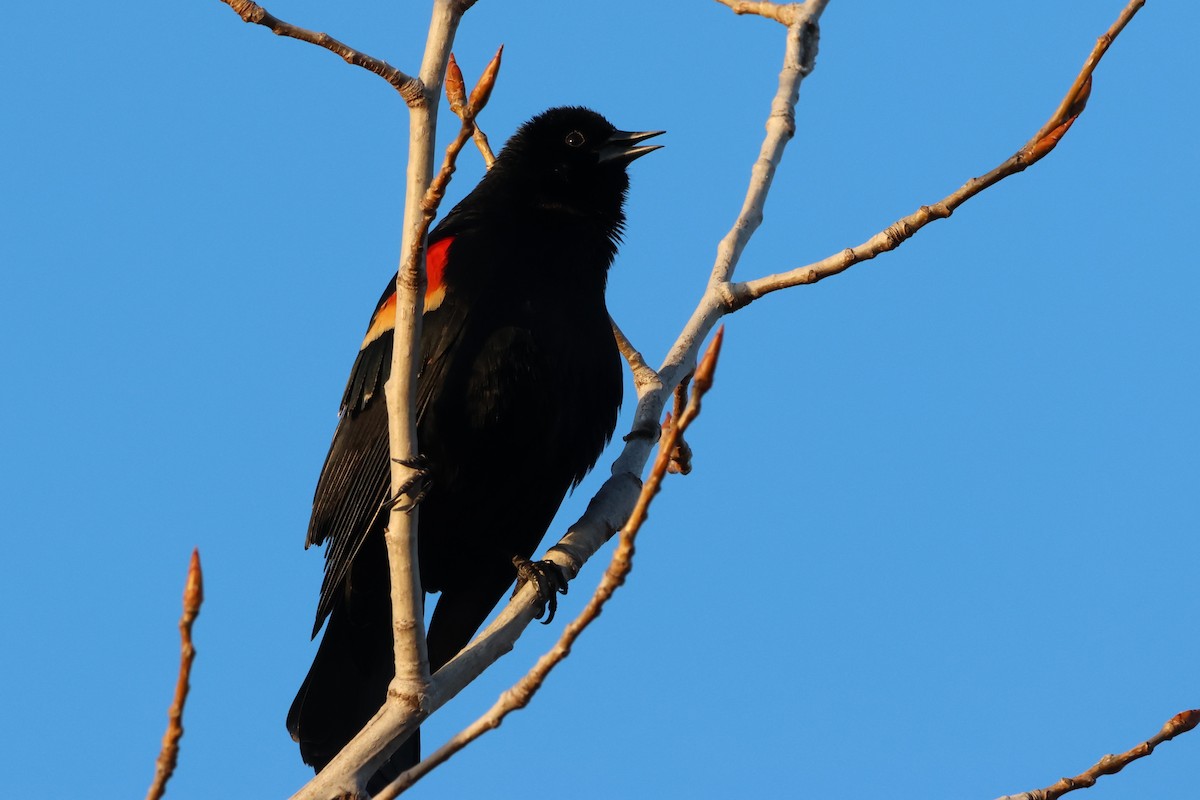 Red-winged Blackbird - ML616650523