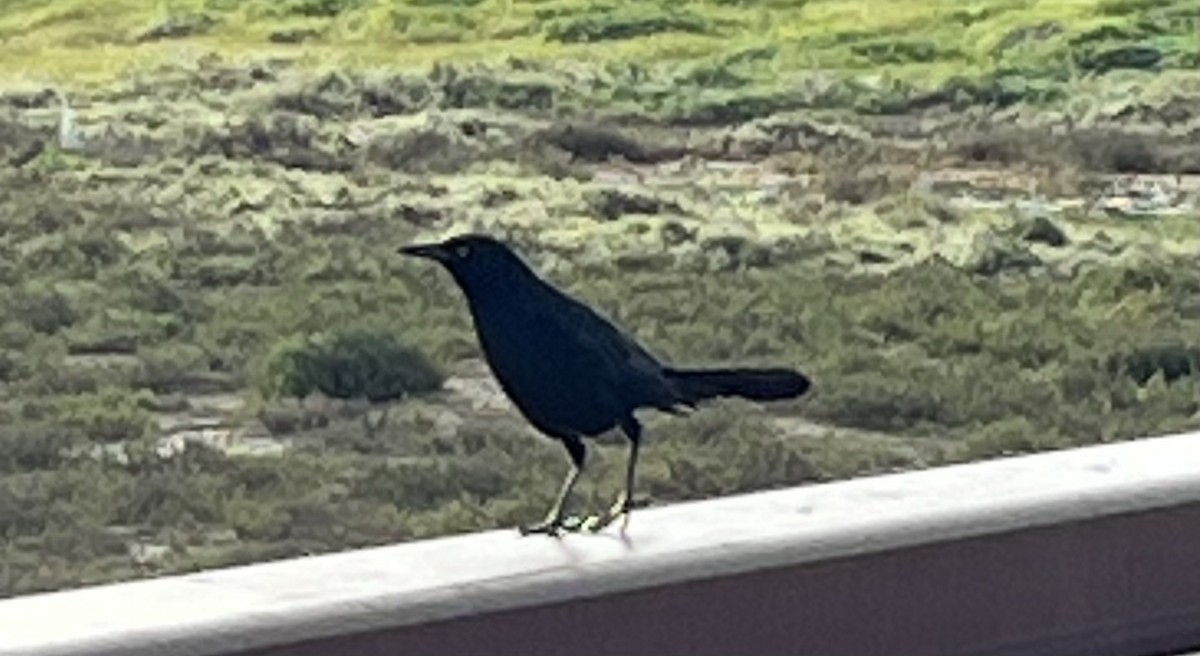 Great-tailed Grackle - ML616650547