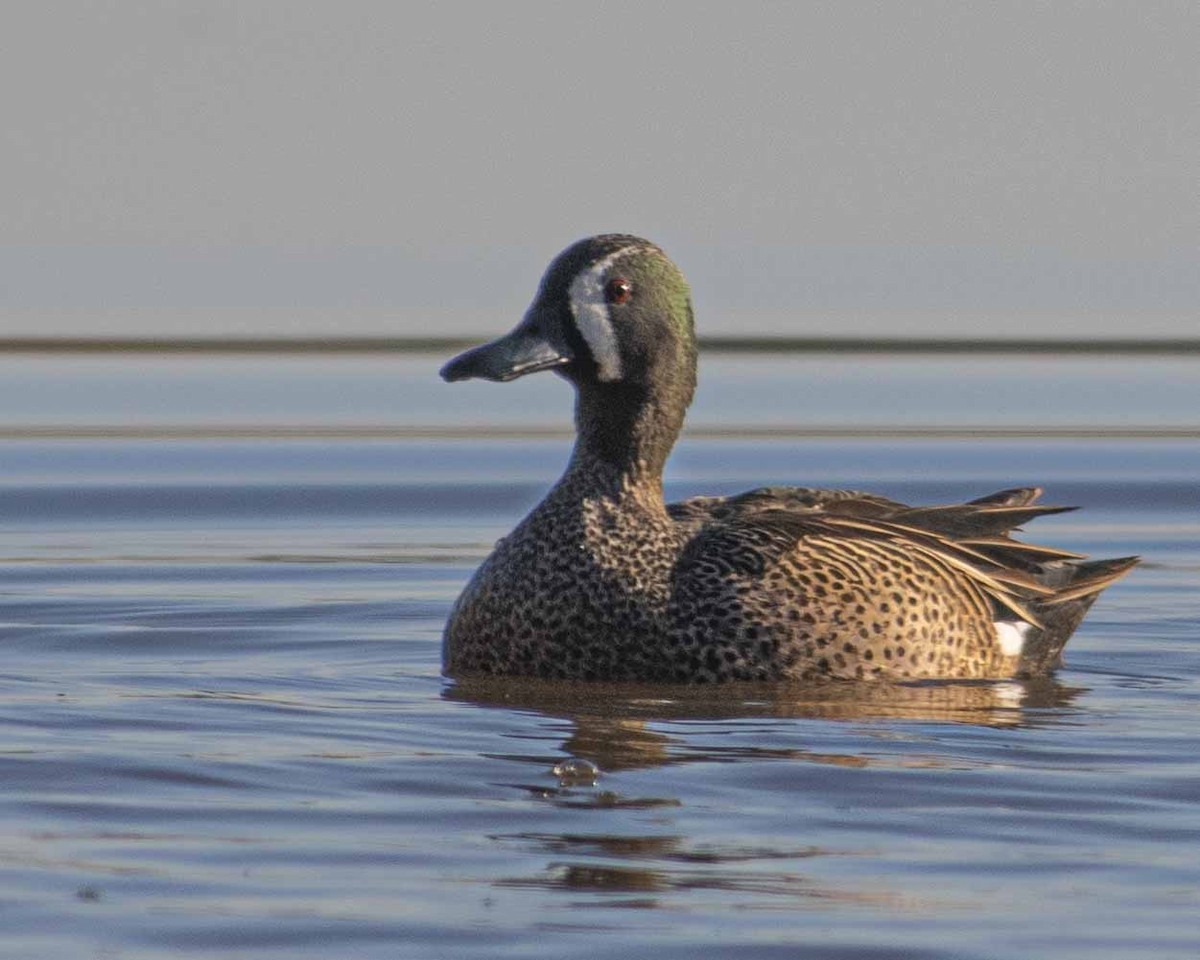 Blue-winged Teal - ML616650549