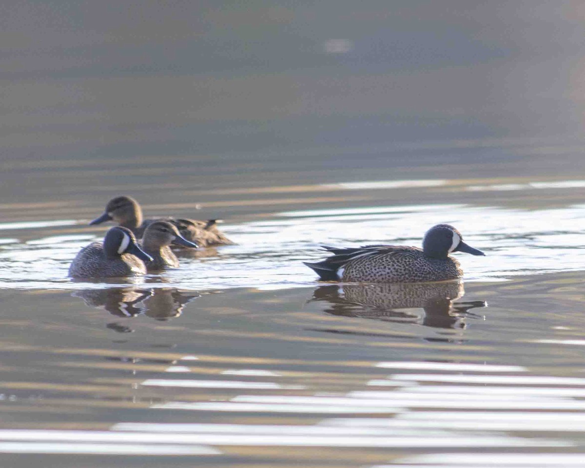 Blue-winged Teal - ML616650550