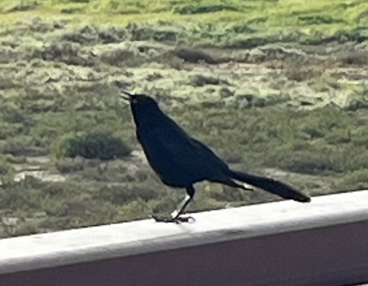 Great-tailed Grackle - ML616650560