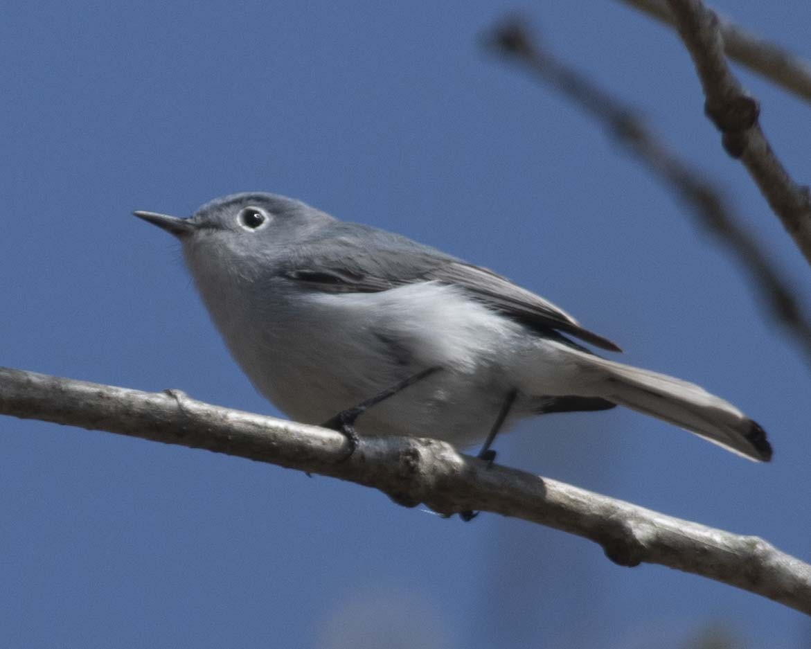 Blue-gray Gnatcatcher - ML616650575
