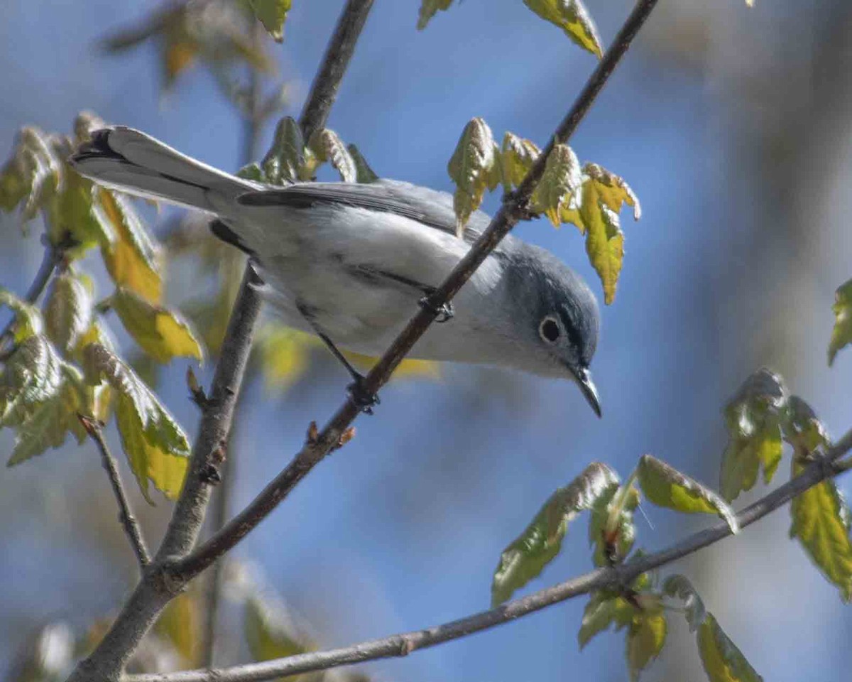 Blue-gray Gnatcatcher - ML616650576