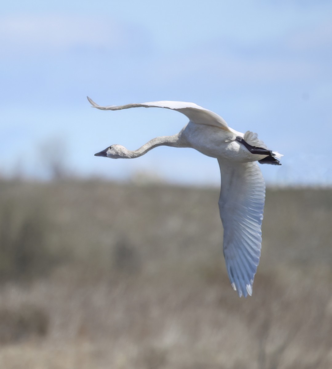 Tundra Swan - ML616650579