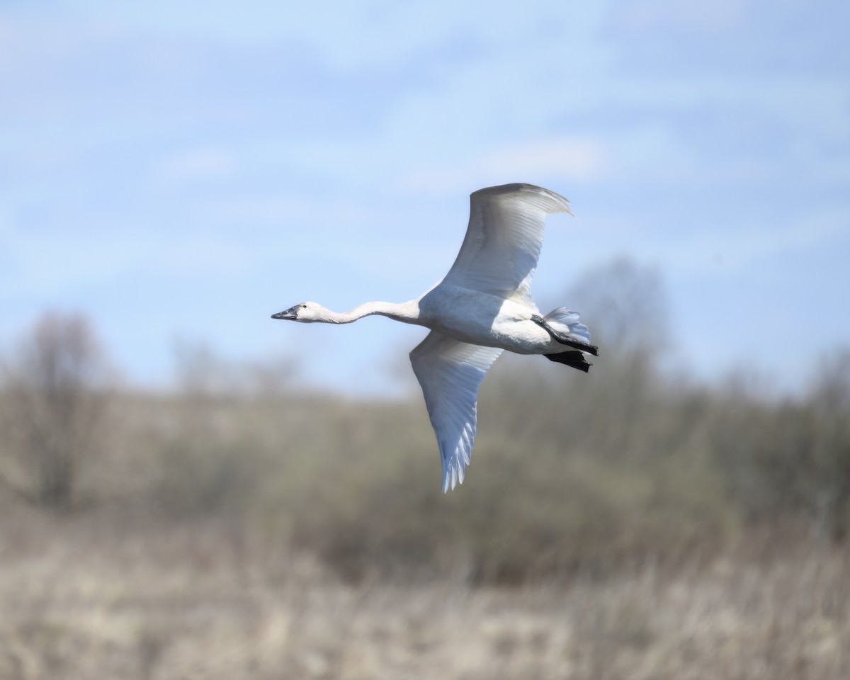 Tundra Swan - ML616650581