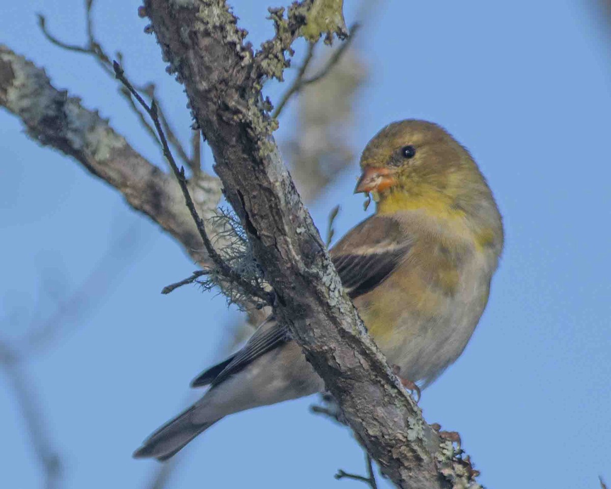 Chardonneret jaune - ML616650589