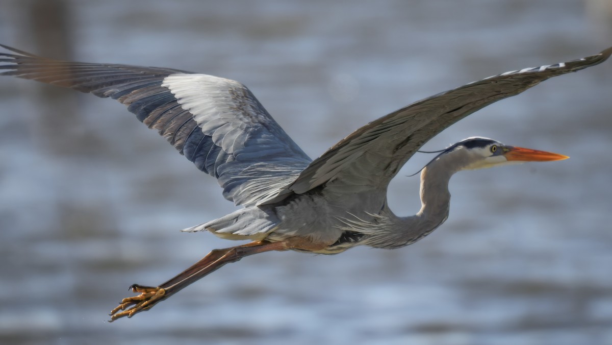 Great Egret - Jason Short