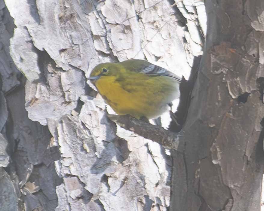 Pine Warbler - ML616650644