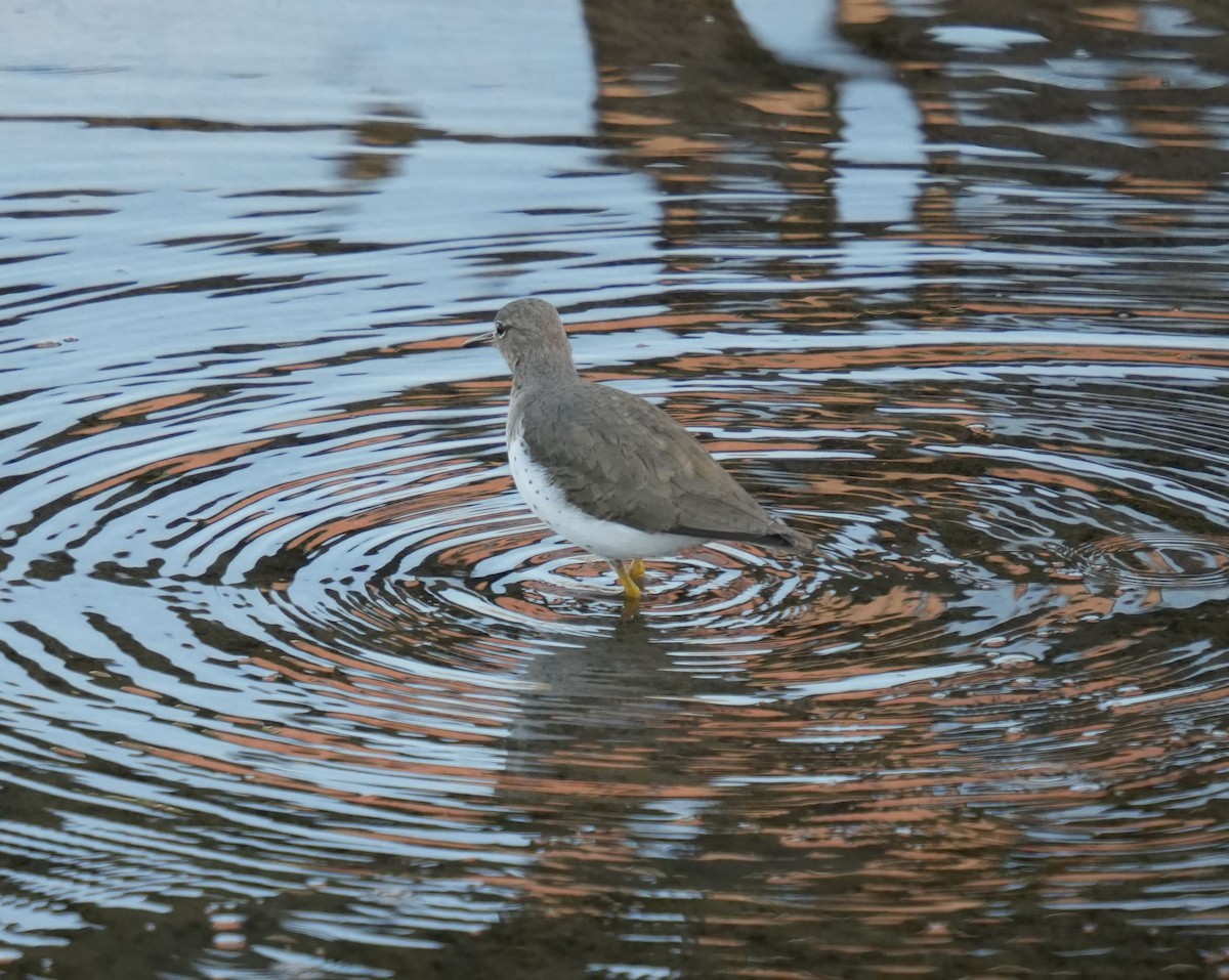 Spotted Sandpiper - ML616650769