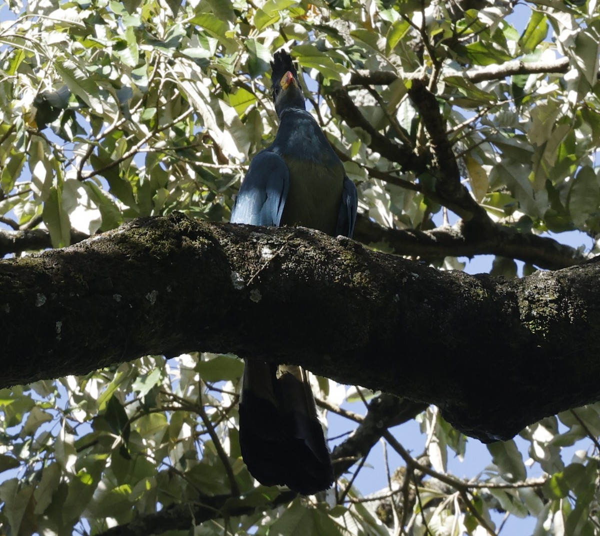 Great Blue Turaco - ML616650783