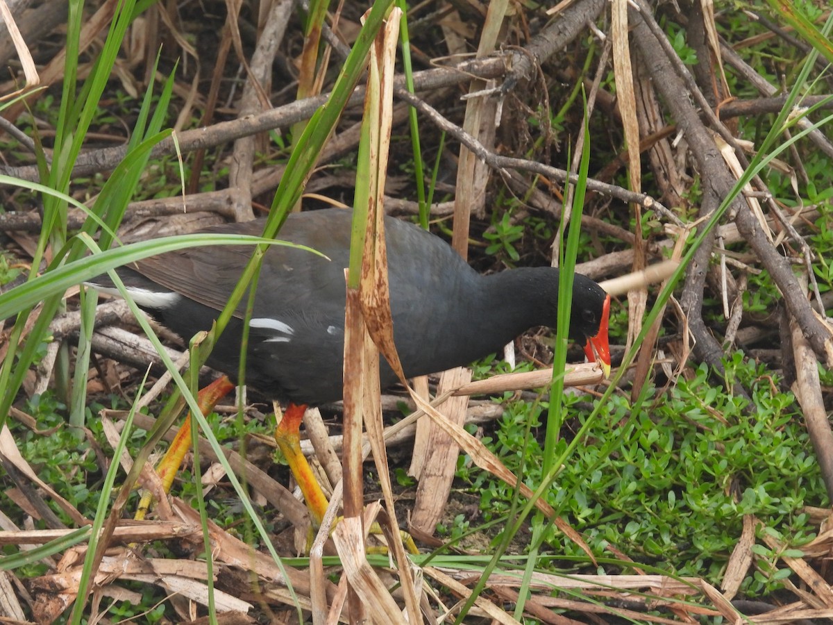 Common Gallinule (Hawaiian) - ML616650807