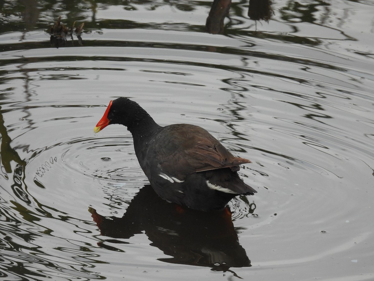 Gallinule d'Amérique (sandvicensis) - ML616650808