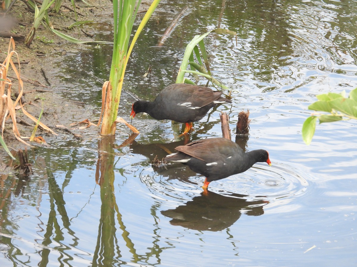 Gallinule d'Amérique (sandvicensis) - ML616650809