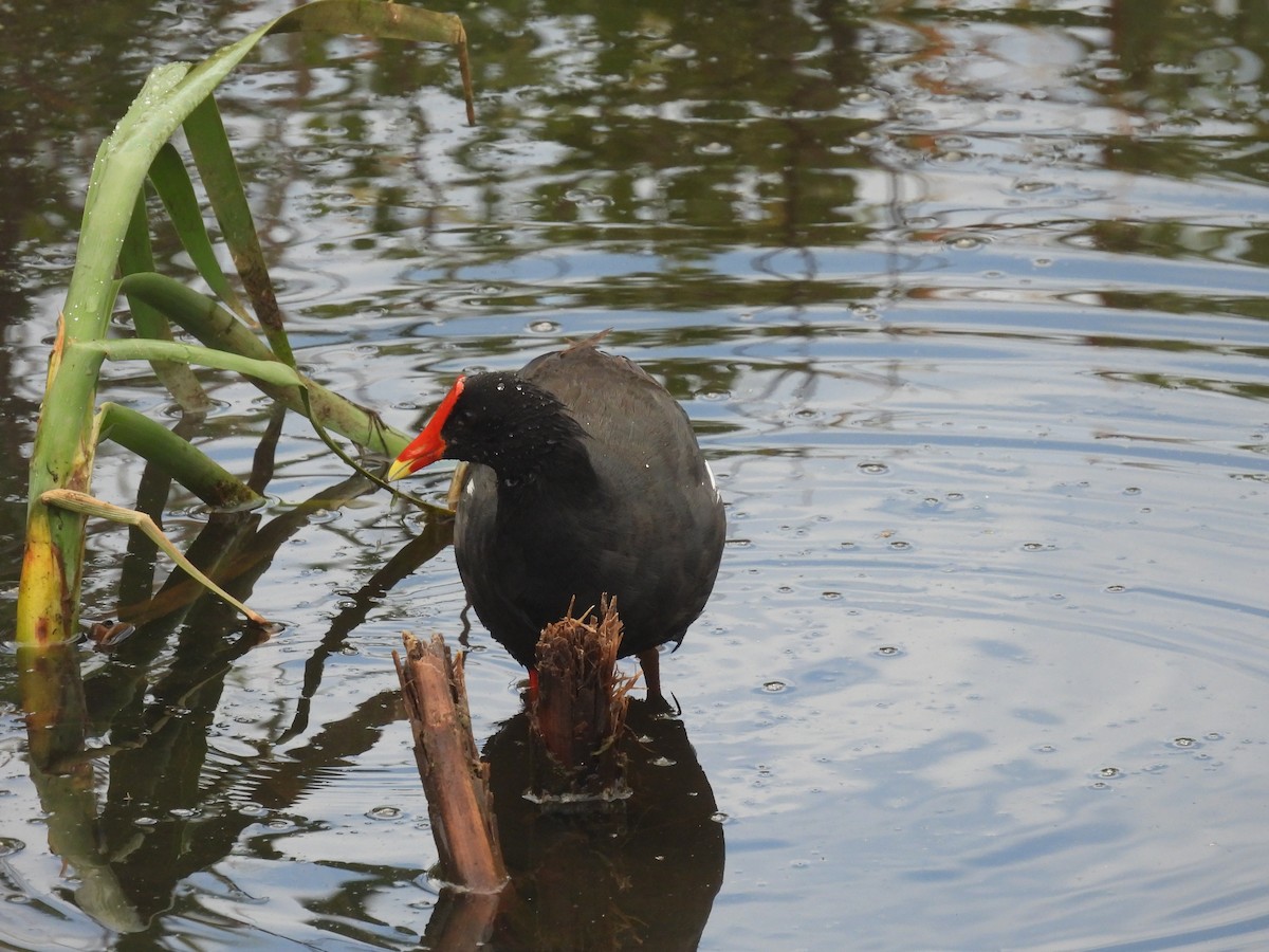 Common Gallinule (Hawaiian) - ML616650810