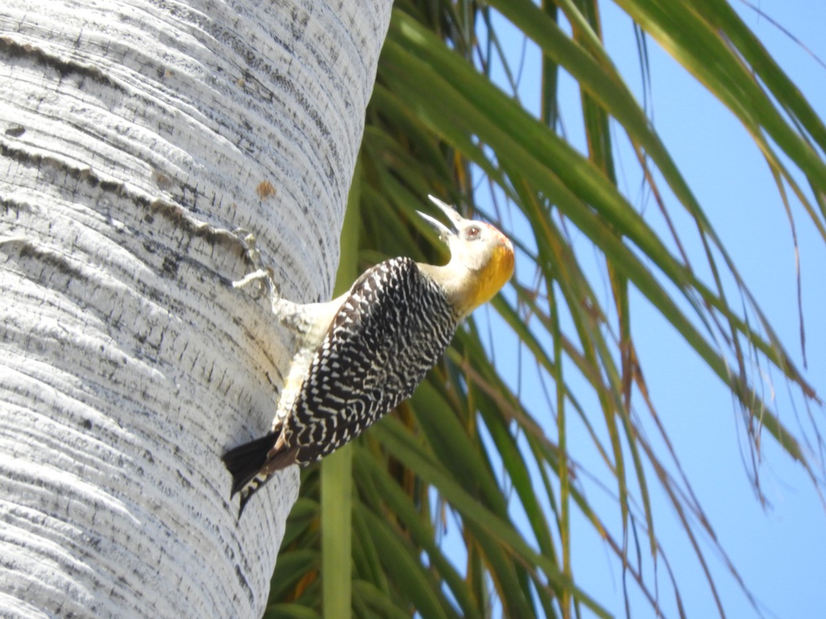 Hoffmann's Woodpecker - Maria Corriols