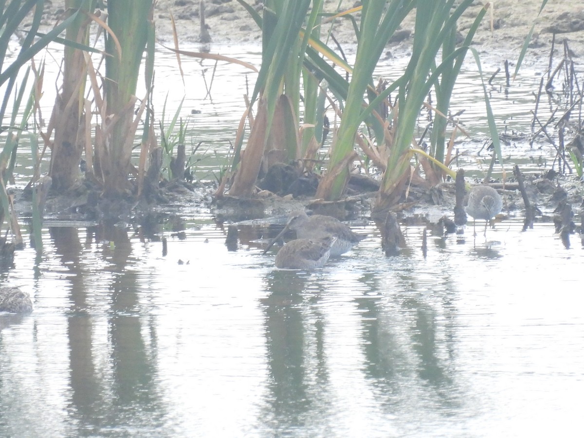 Long-billed Dowitcher - ML616650853