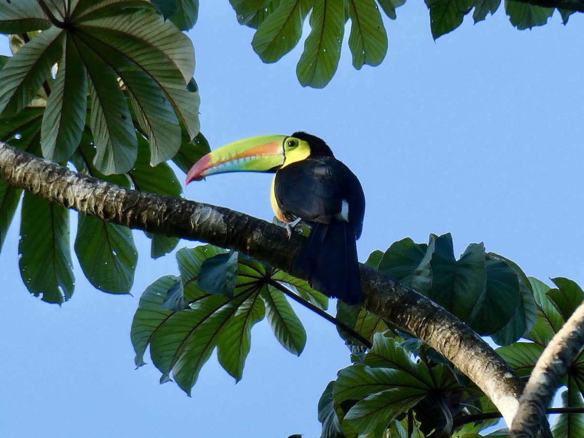 Keel-billed Toucan - ML616650886