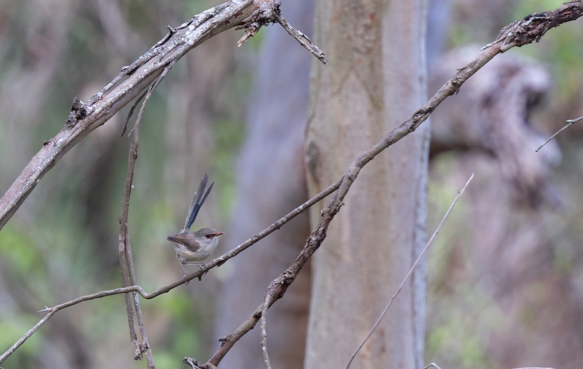 Variegated Fairywren - ML616650895