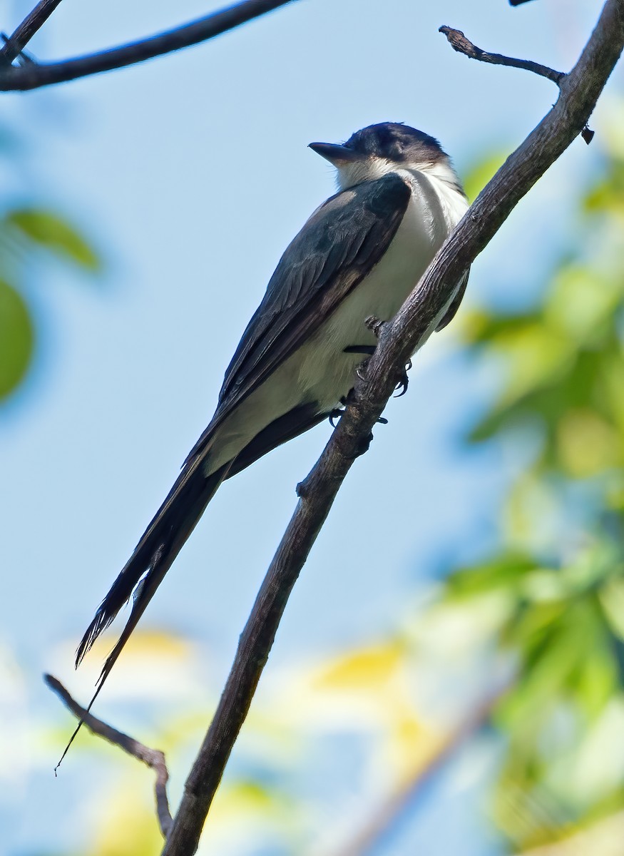 Gabelschwanz-Königstyrann - ML616650900