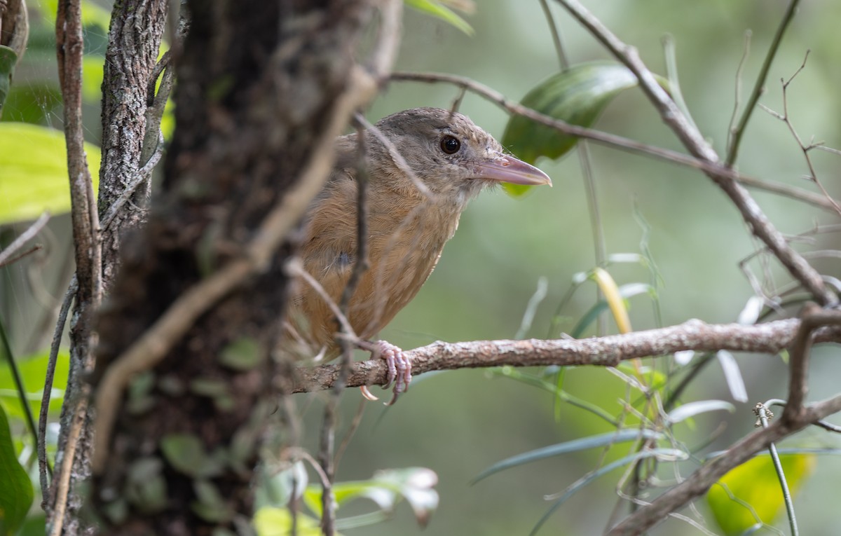 Rufous Shrikethrush - ML616650901