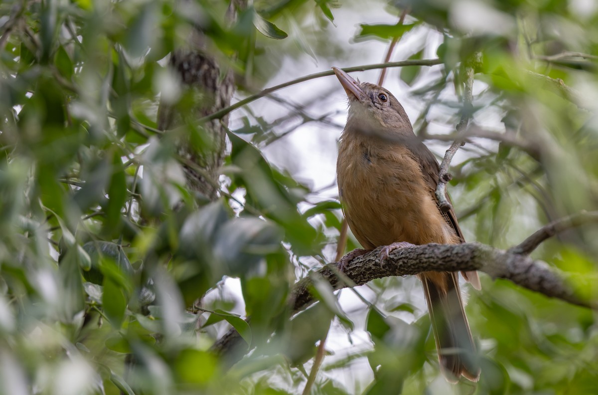 Rufous Shrikethrush - ML616650902