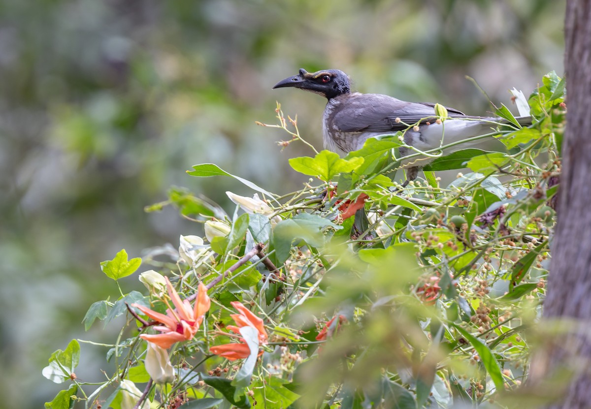 Noisy Friarbird - ML616650906