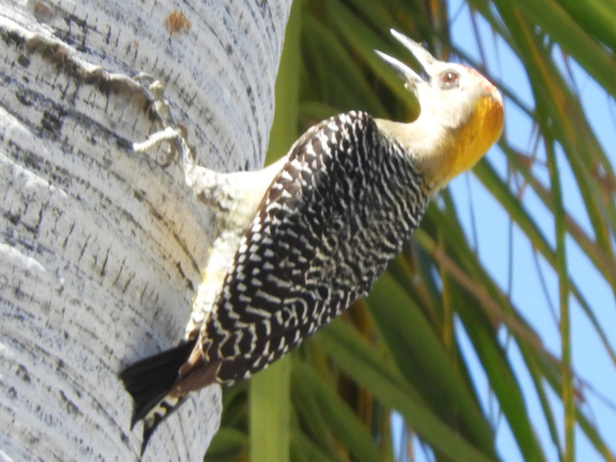 Hoffmann's Woodpecker - Maria Corriols